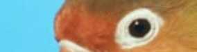upload/1536265732-72326-video.png