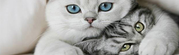 upload/20350-chat01b.jpg