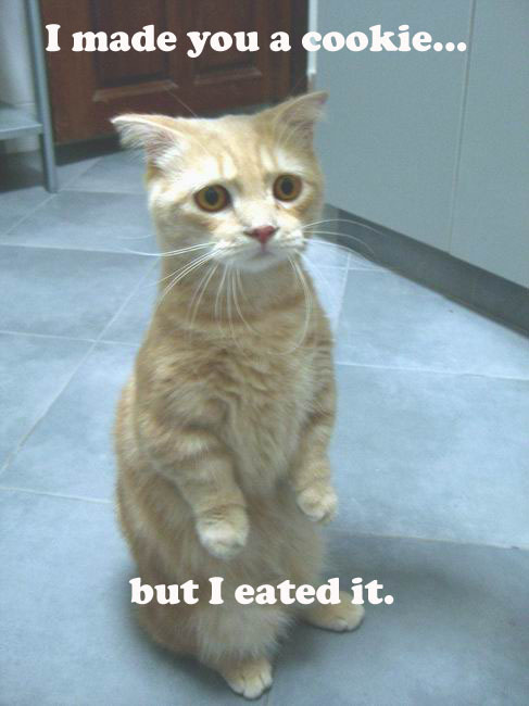 upload/2043-cat-made-yo.jpg